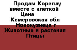 Продам Кореллу вместе с клеткой. › Цена ­ 3 500 - Кемеровская обл., Новокузнецк г. Животные и растения » Птицы   
